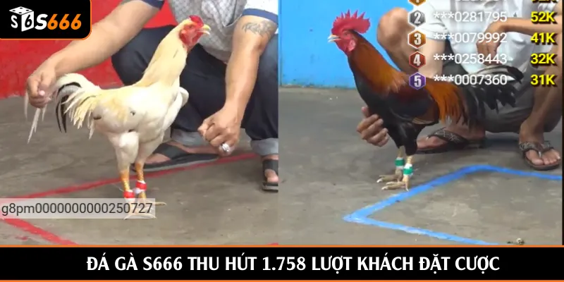 Đá gà S666 thu hút 1.758 lượt khách đặt cược